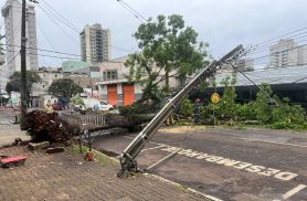 Bombeiros fazem corte de árvore que derrubou poste e interditou rua Dom Pedro II em Cascavel
