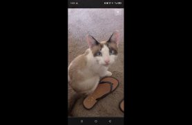 Gato Suri desapareceu no bairro Cascavel Velho
