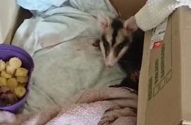 Gambá ferido mobiliza moradores e expõe dificuldade para resgate de animais em Cascavel
