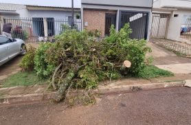 Árvore cai no bairro Periolo e moradores se unem para liberar a via em Cascavel
