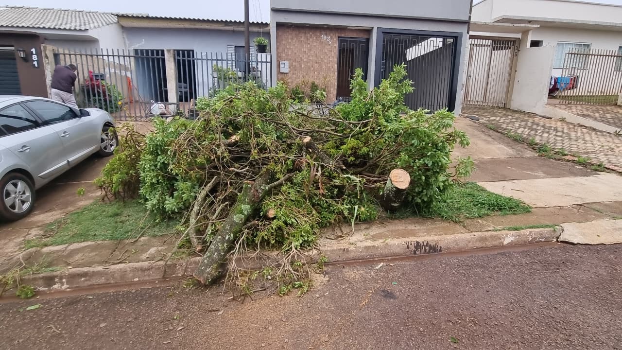 Árvore cai no bairro Periolo e moradores se unem para liberar a via em Cascavel