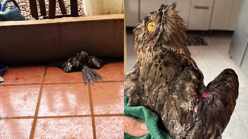 Imagem referente a Após temporal em Cascavel, pássaro ferido é encontrado em quintal e precisa de socorro urgente