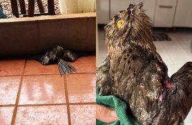Após temporal em Cascavel, pássaro ferido é encontrado em quintal e precisa de socorro urgente