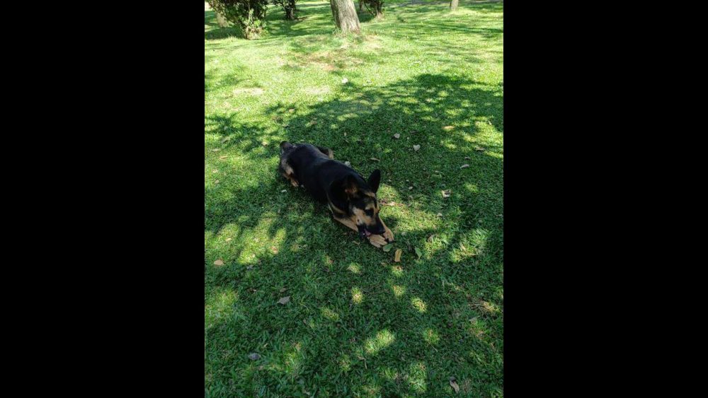 Imagem referente a Cachorra Frida desapareceu no bairro Country