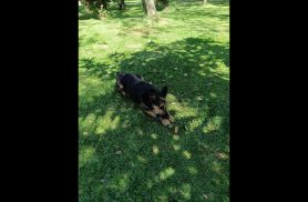 Cachorra Frida desapareceu no bairro Country
