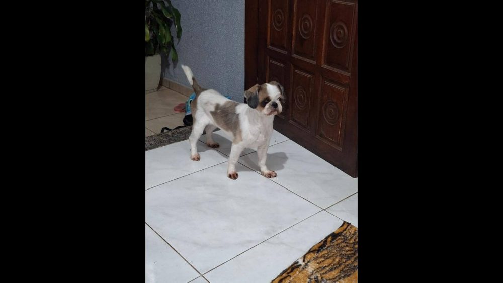 Imagem referente a Cachorro é encontrado no bairro Pioneiros Catarinenses