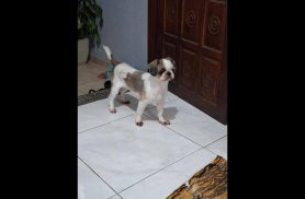 Cachorro é encontrado no bairro Pioneiros Catarinenses Cachorro é encontrado no bairro Pioneiros Catarinenses