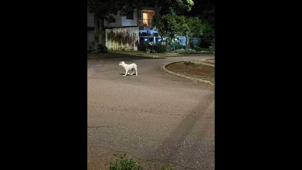 Cachorra é encontrada no bairro Parque Verde Imagem referente a Cachorra é encontrada no bairro Parque Verde