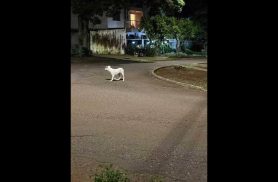 Cachorra é encontrada no bairro Parque Verde