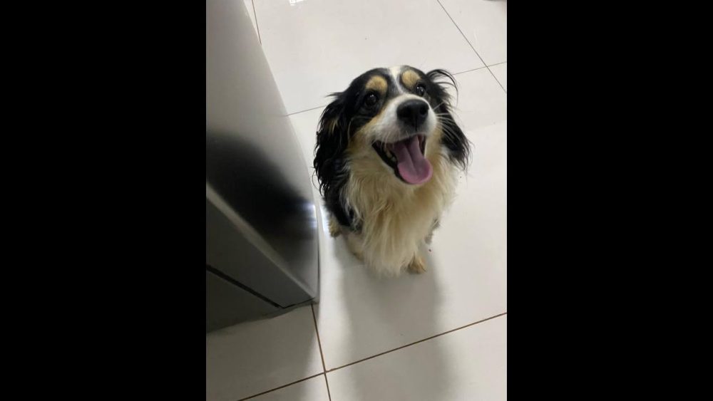 Cachorro é encontrado no bairro Centro Imagem referente a Cachorro é encontrado no bairro Centro
