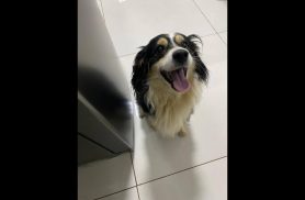 Cachorro é encontrado no bairro Centro