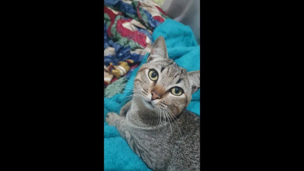 Imagem referente a Gato Oliver desapareceu no bairro Parque São Paulo