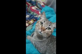 Gato Oliver desapareceu no bairro Parque São Paulo