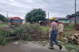 Árvore cai e obstrui rua no bairro Santa Felicidade em Cascavel