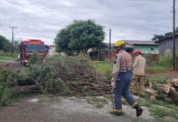 Árvore cai e obstrui rua no bairro Santa Felicidade em Cascavel