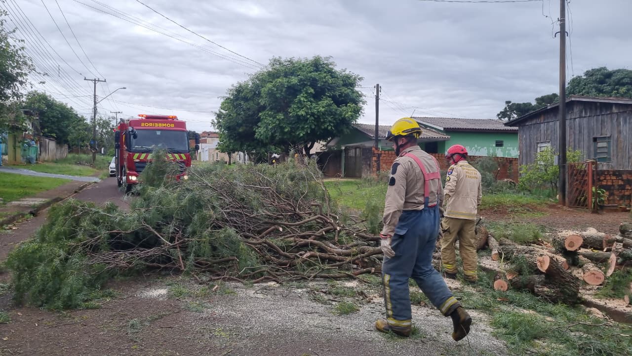 Árvore cai e obstrui rua no bairro Santa Felicidade em Cascavel