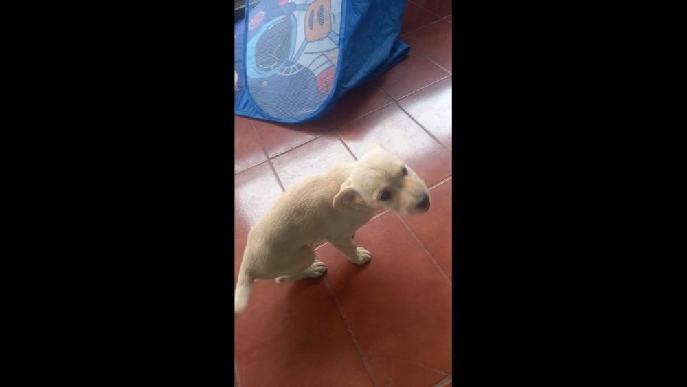 Cachorro é encontrado no bairro Cascavel Velho Imagem referente a Cachorro é encontrado no bairro Cascavel Velho