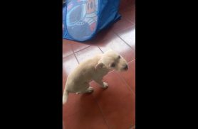 Cachorro é encontrado no bairro Cascavel Velho