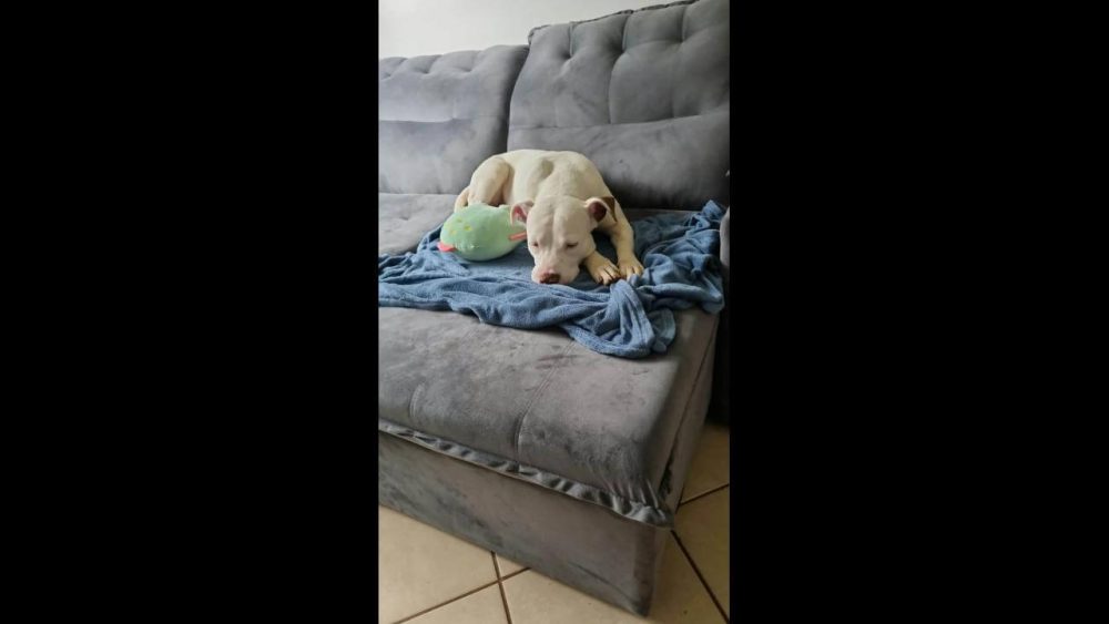 Imagem referente a Cachorra é encontrada no bairro Parque Verde