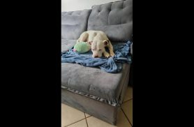 Cachorra é encontrada no bairro Parque Verde