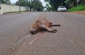 Capivara morre atropelada na região do Lago em Cascavel