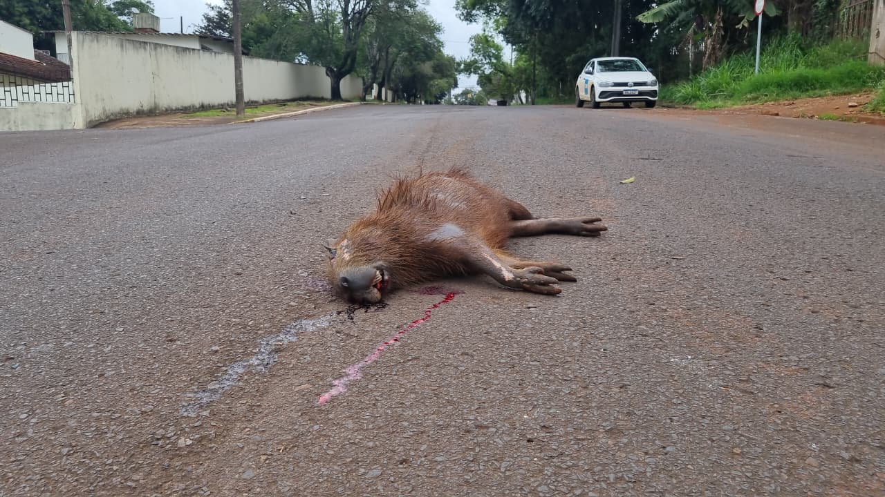 Capivara morre atropelada na região do Lago em Cascavel