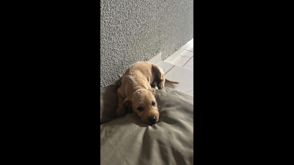 Imagem referente a Cachorro é encontrado no bairro Esmeralda