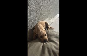 Cachorro é encontrado no bairro Esmeralda Cachorro é encontrado no bairro Esmeralda
