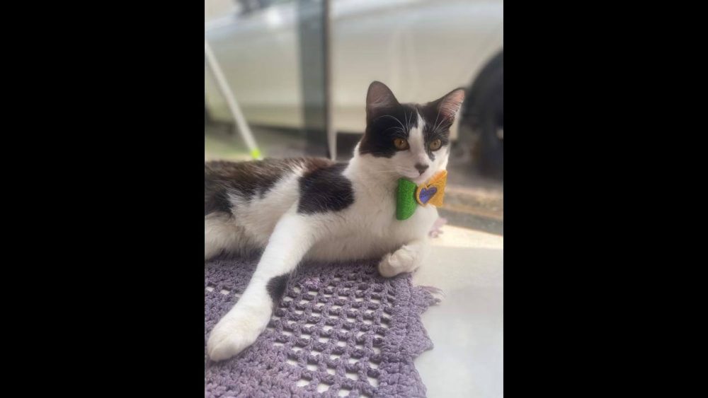 Imagem referente a Gato Mimi desapareceu no bairro Cascavel Velho
