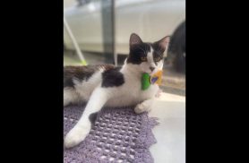 Gato Mimi desapareceu no bairro Cascavel Velho