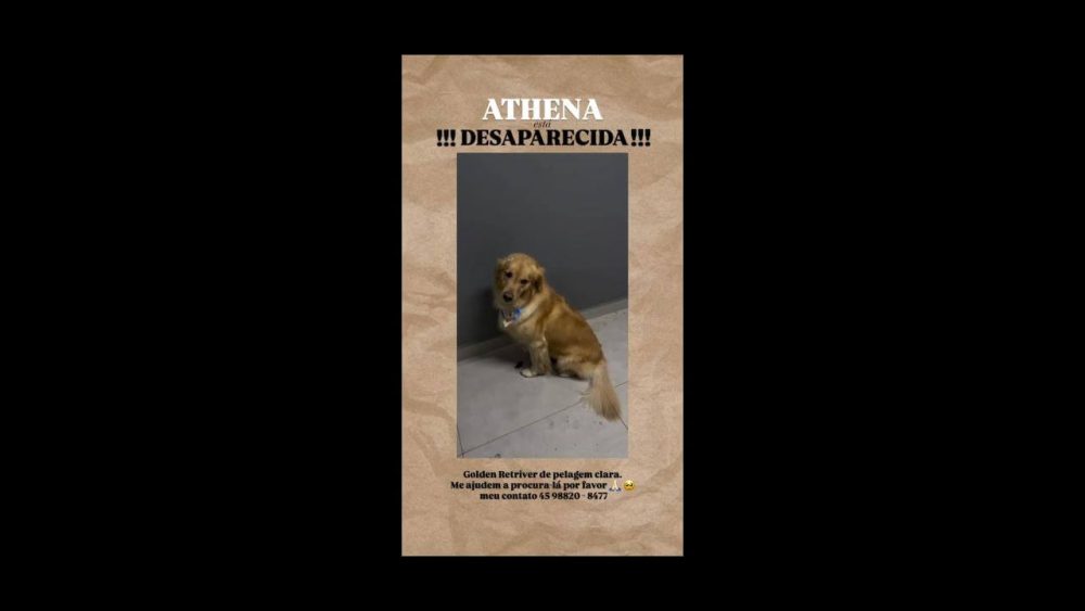 Cachorra ATHENA desapareceu no bairro Maria Luiza Imagem referente a Cachorra ATHENA desapareceu no bairro Maria Luiza