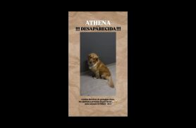 Cachorra ATHENA desapareceu no bairro Maria Luiza