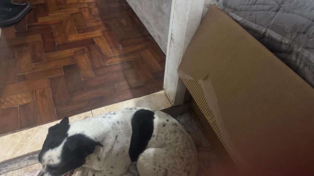 Cachorra é encontrada no bairro Maria Luiza Imagem referente a Cachorra é encontrada no bairro Maria Luiza