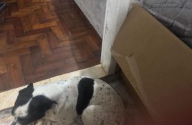 Cachorra é encontrada no bairro Maria Luiza