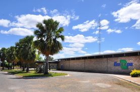 Embrapa é designada como Centro de Referência para Florestas Plantadas