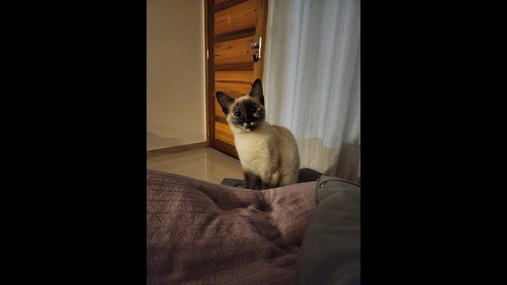 Imagem referente a Gata Tereza desapareceu no bairro Jardim Veneza