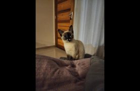 Gata Tereza desapareceu no bairro Jardim Veneza