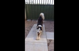 Cachorra Jake desapareceu no bairro Floresta
