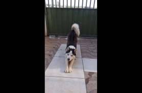 Cachorro Jake desapareceu no bairro Floresta