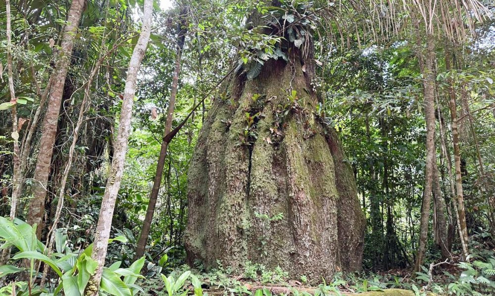 Imagem referente a Congresso terá sete em cada dez parlamentares contra agenda ambiental