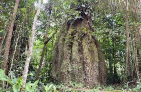 Congresso terá sete em cada dez parlamentares contra agenda ambiental