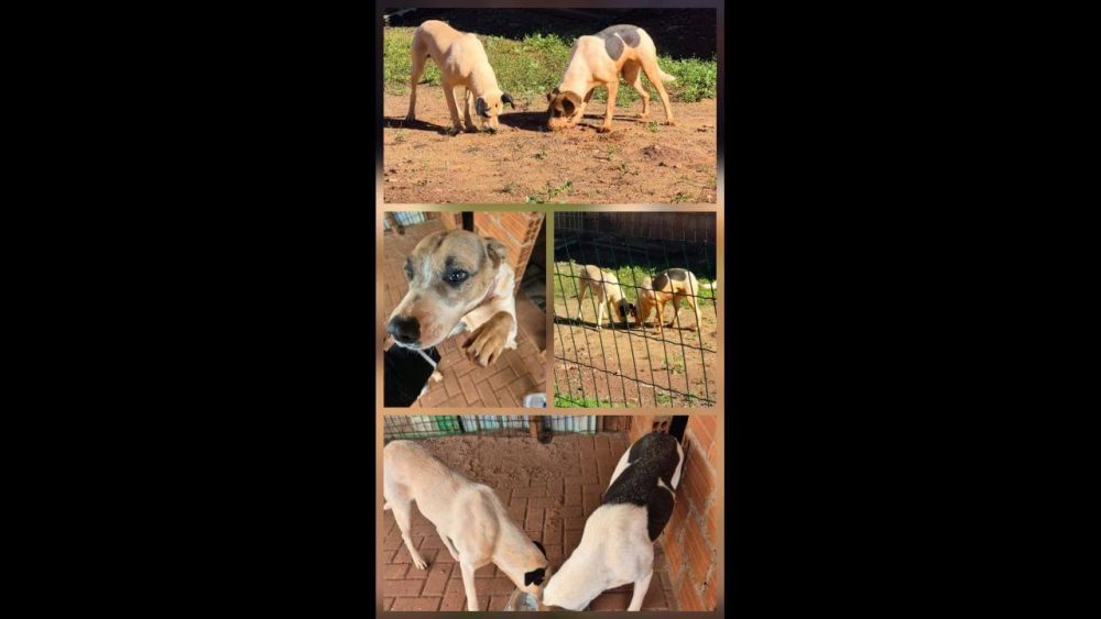 Imagem referente a Cachorras Polaquinha e Marronzinha desapareceram no bairro Centro