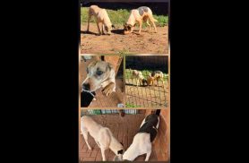Cachorras Polaquinha e Marronzinha desapareceram no bairro Centro