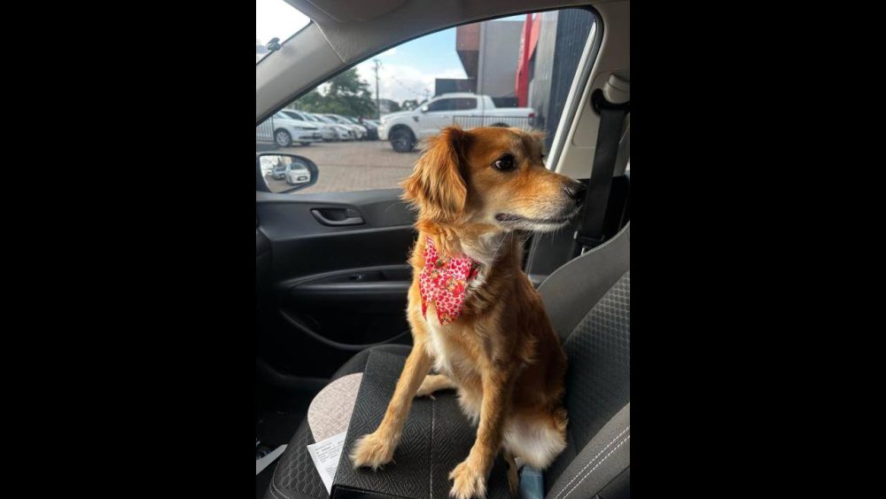 Cachorra é encontrada no bairro Maria Luiza Imagem referente a Cachorra é encontrada no bairro Maria Luiza