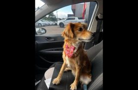 Cachorra é encontrada no bairro Maria Luiza