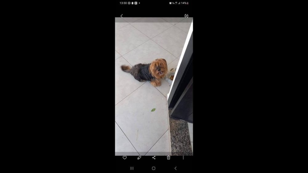 Cachorro Thor desapareceu no bairro Coqueiral Imagem referente a Cachorro Thor desapareceu no bairro Coqueiral