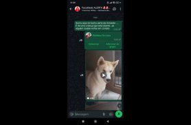 Cachorra Luna desapareceu no bairro Universitário Cachorra Luna desapareceu no bairro Universitário