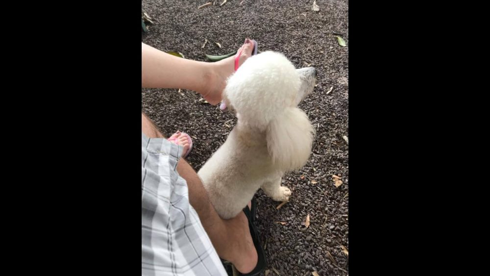 Imagem referente a Cachorro Fofinho desapareceu no bairro Parque São Paulo