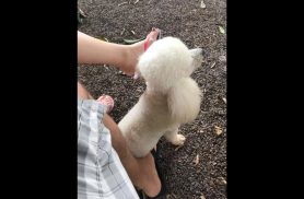 Cachorro Fofinho desapareceu no bairro Parque São Paulo Cachorro Fofinho desapareceu no bairro Parque São Paulo