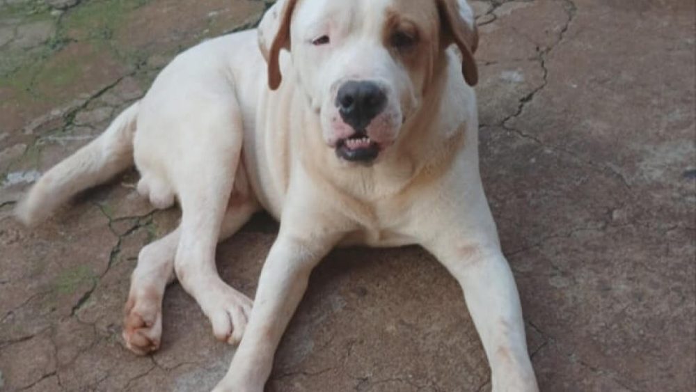 Cachorro Toretto desapareceu no bairro Floresta Imagem referente a Cachorro Toretto desapareceu no bairro Floresta
